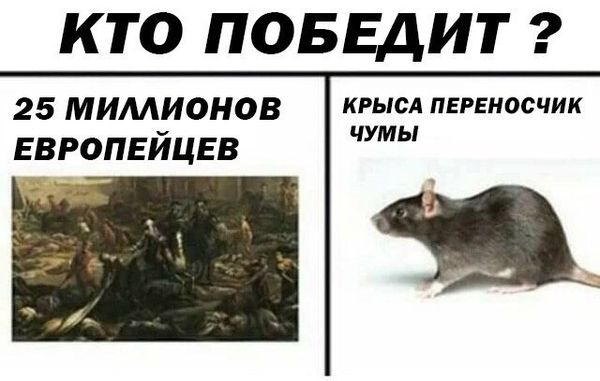 Уничтожение крыс в Южно-Сахалинске, цены, стоимость, методы