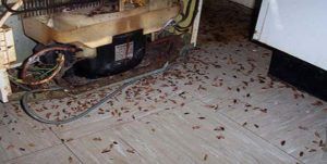 Поморить тараканов в квартире в Южно-Сахалинске, цены