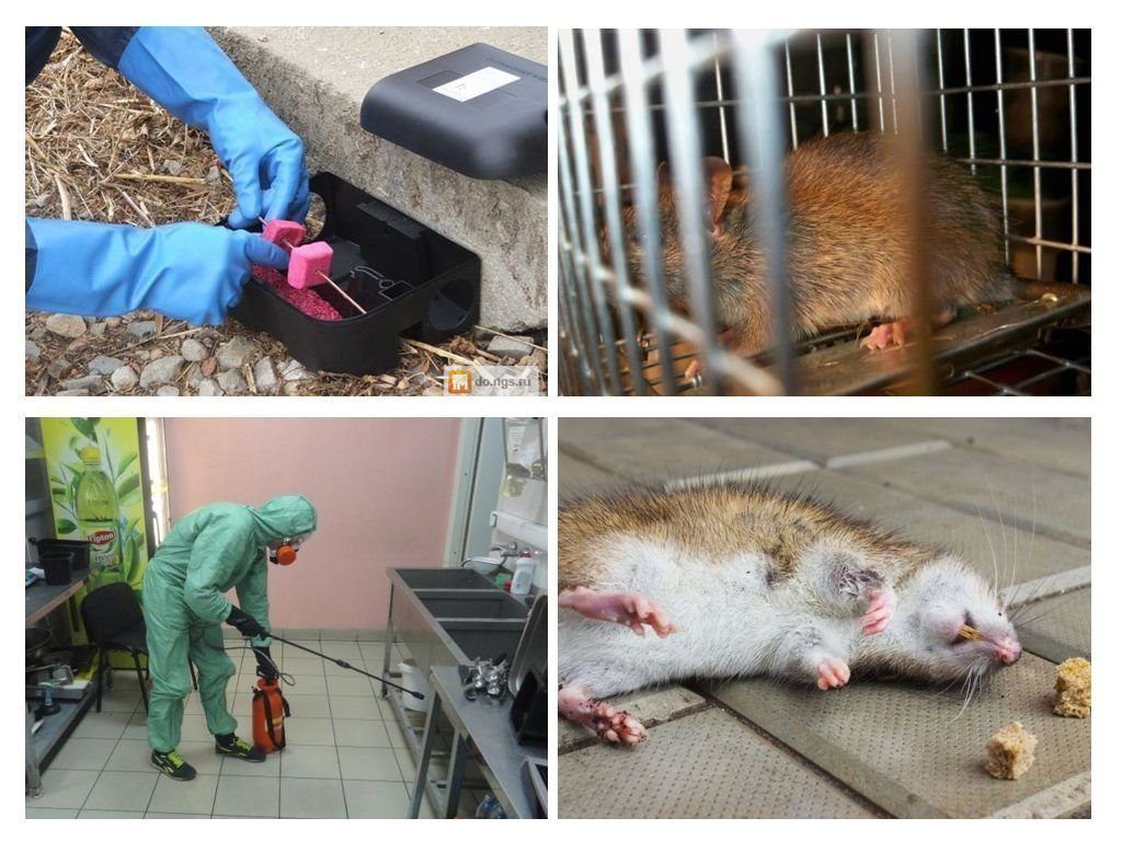 Травить грызунов крыс и мышей в Южно-Сахалинске