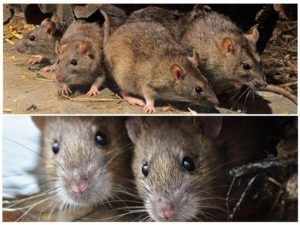 Травить грызунов крыс и мышей в Южно-Сахалинске
