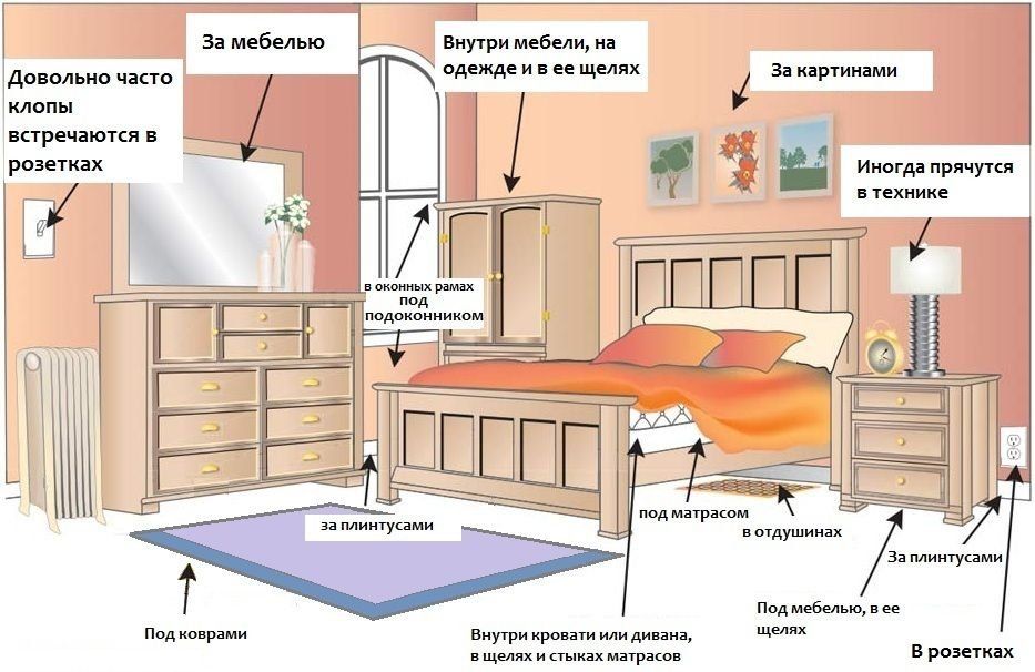 Обработка от клопов квартиры в Южно-Сахалинске