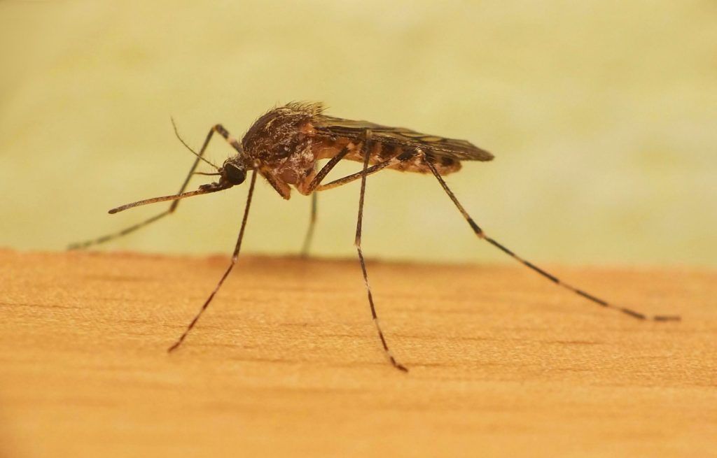 Уничтожение комаров в Южно-Сахалинске