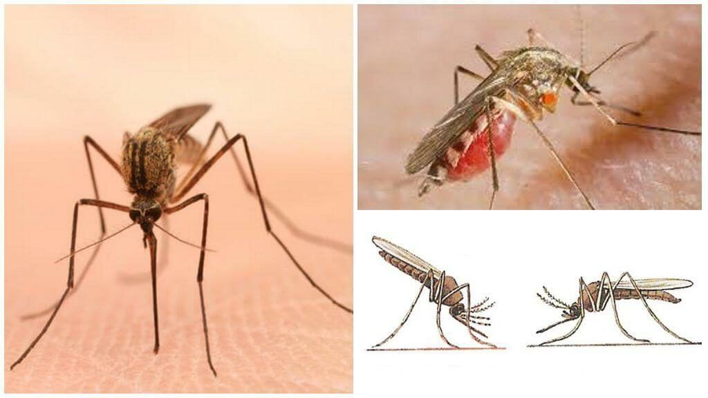 Уничтожение комаров в Южно-Сахалинске