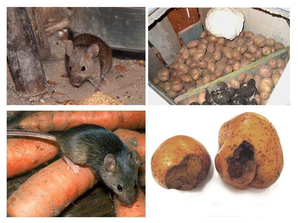 Обработка от грызунов крыс и мышей в Южно-Сахалинске