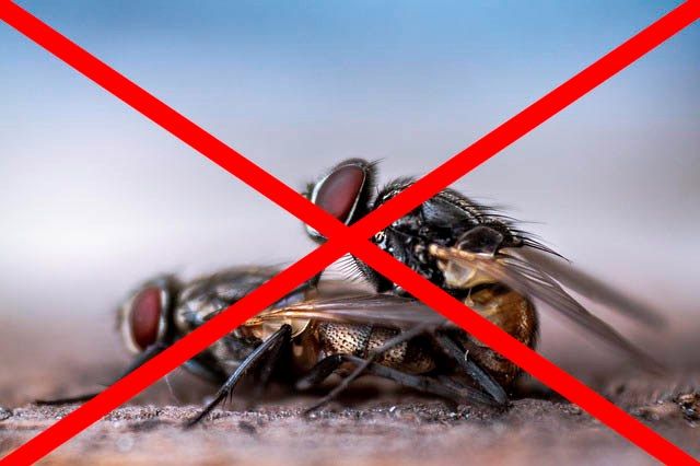 Профессиональное уничтожение мух в Южно-Сахалинске с гарантией