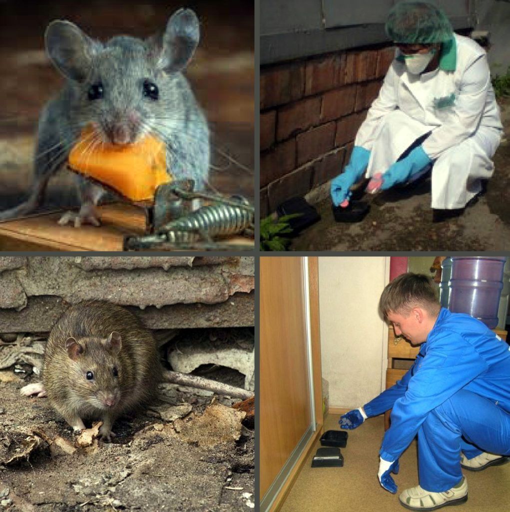 Дезинфекция от грызунов, крыс и мышей в Южно-Сахалинске