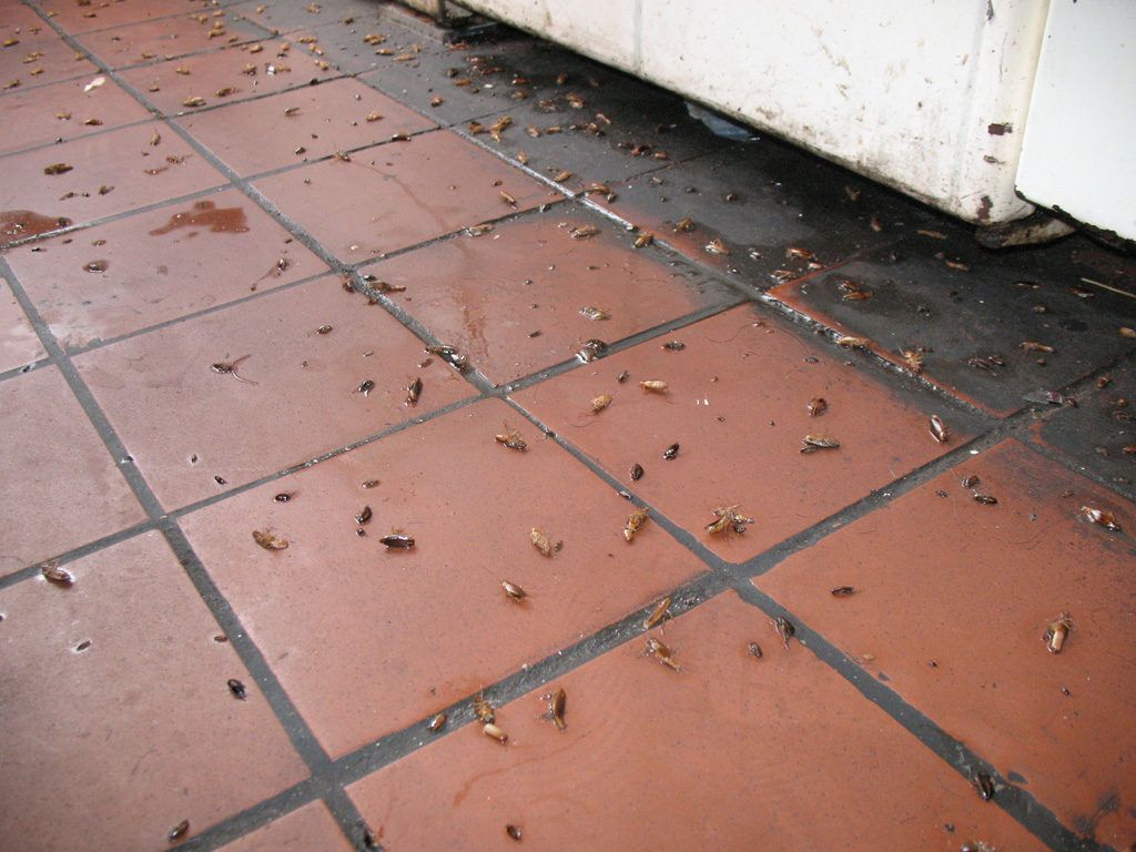 Уничтожение тараканов в квартире в Южно-Сахалинске 