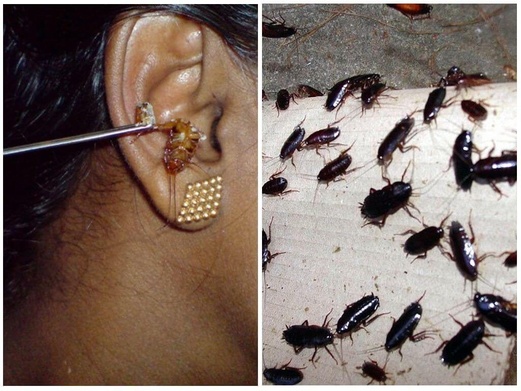 уничтожение тараканов Южно-Сахалинске