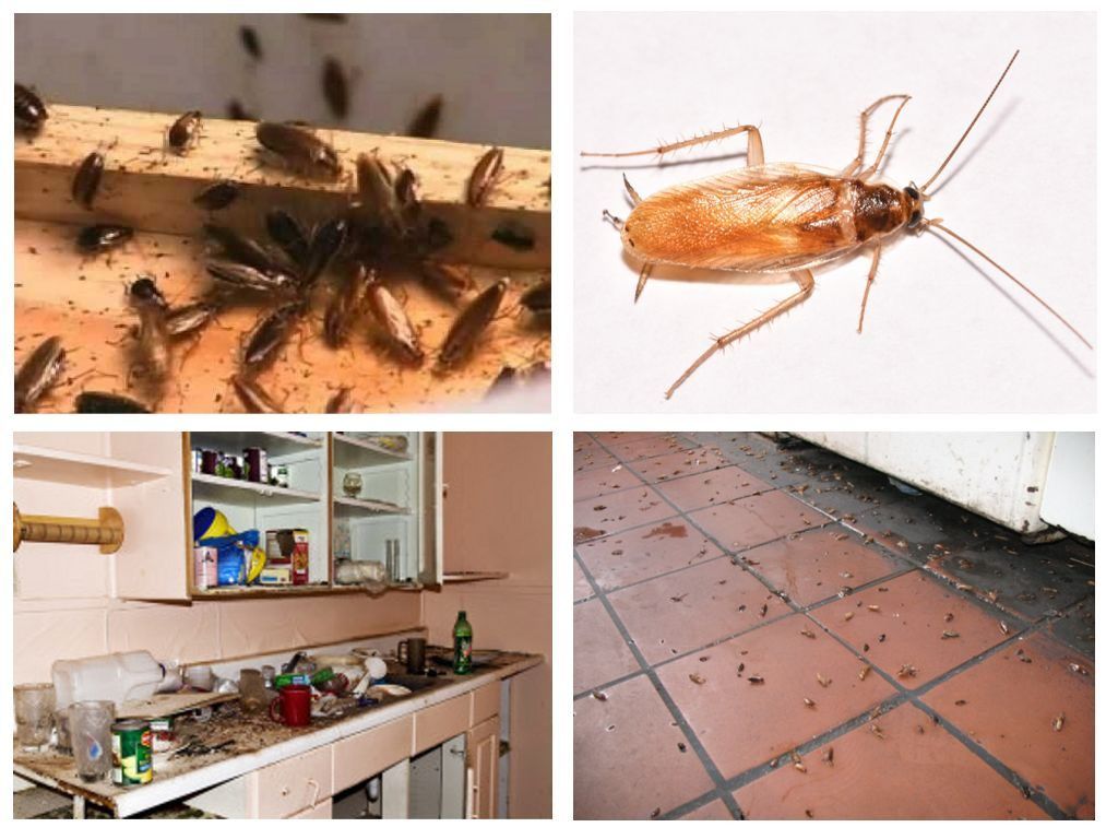 Морить тараканов в квартире в Южно-Сахалинске, цены