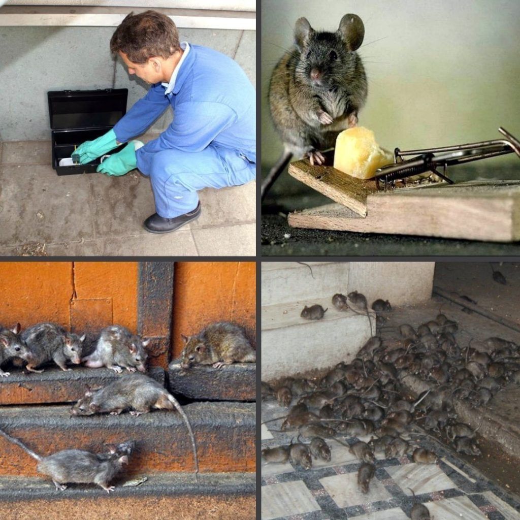 Дезинфекция от блох в квартире в Южно-Сахалинске
