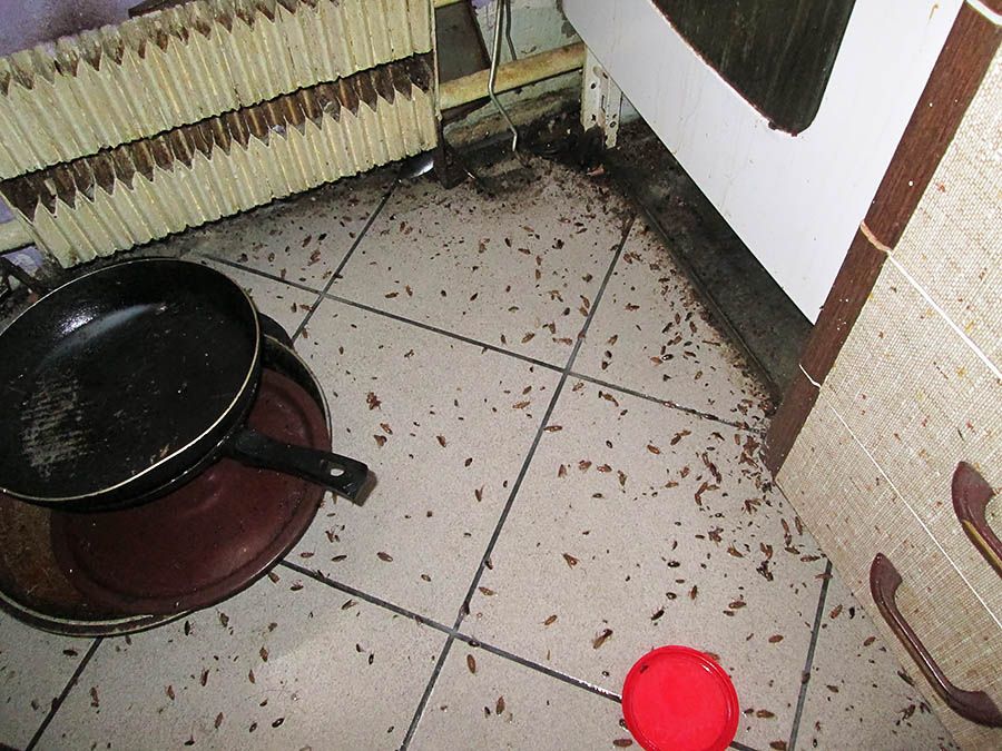 Санэпидемстанция от тараканов в Южно-Сахалинске, вызвать, цены